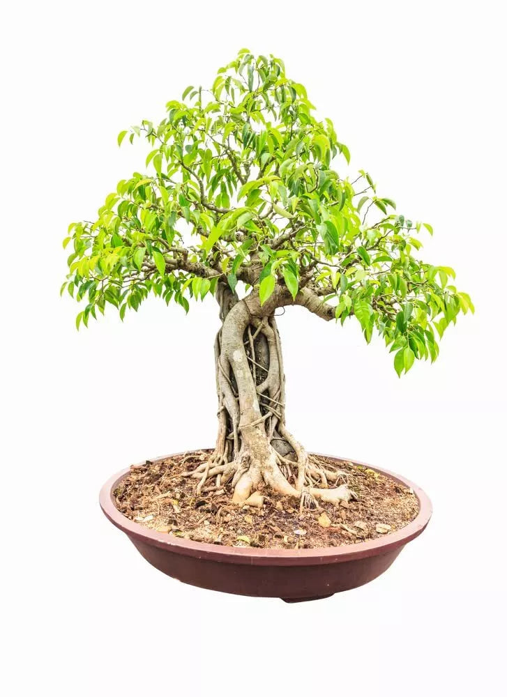 Weeping Fig Bonsai Tree Seeds - Ficus benjamina - Indoor Tropical Foliage Plant - 25 Seeds for Bonsai Cultivation