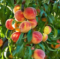 Peach Tree Seeds - 2 Large Fruit Bearing Bonsai Seeds - Prunus persica - Grows Juicy Peaches - Made in USA