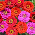 Merlot Zinnia Mix Seeds - 100 Organic Flower Seeds - Zinnia elegans - Vibrant, Pollinator-Attracting Annual for Gardens & Containers