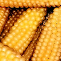 Popcorn Seeds - Heirloom Hulless Japanese Corn - Zea mays everta - Gourmet Fluffy Popcorn Seeds
