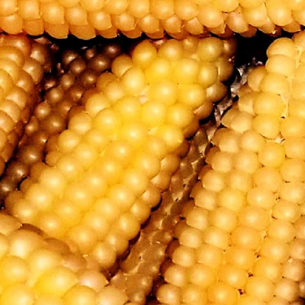 Popcorn Seeds - Heirloom Hulless Japanese Corn - Zea mays everta - Gourmet Fluffy Popcorn Seeds