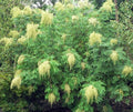 Chinese Sumac Tree Seeds - Rhus chinensis Nutgall Tree Seeds, 30 Pack, Deciduous, Ornamental, Drought-Tolerant, Wildlife-Friendly
