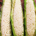 Country Gentleman Sweet Corn Seeds White Shoepeg Heirloom Zea mays for 2025 Planting