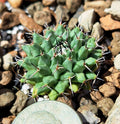 Mammillaria Lloydii Cactus Bare Root Plant – Unique Succulent for Indoor & Outdoor Decor