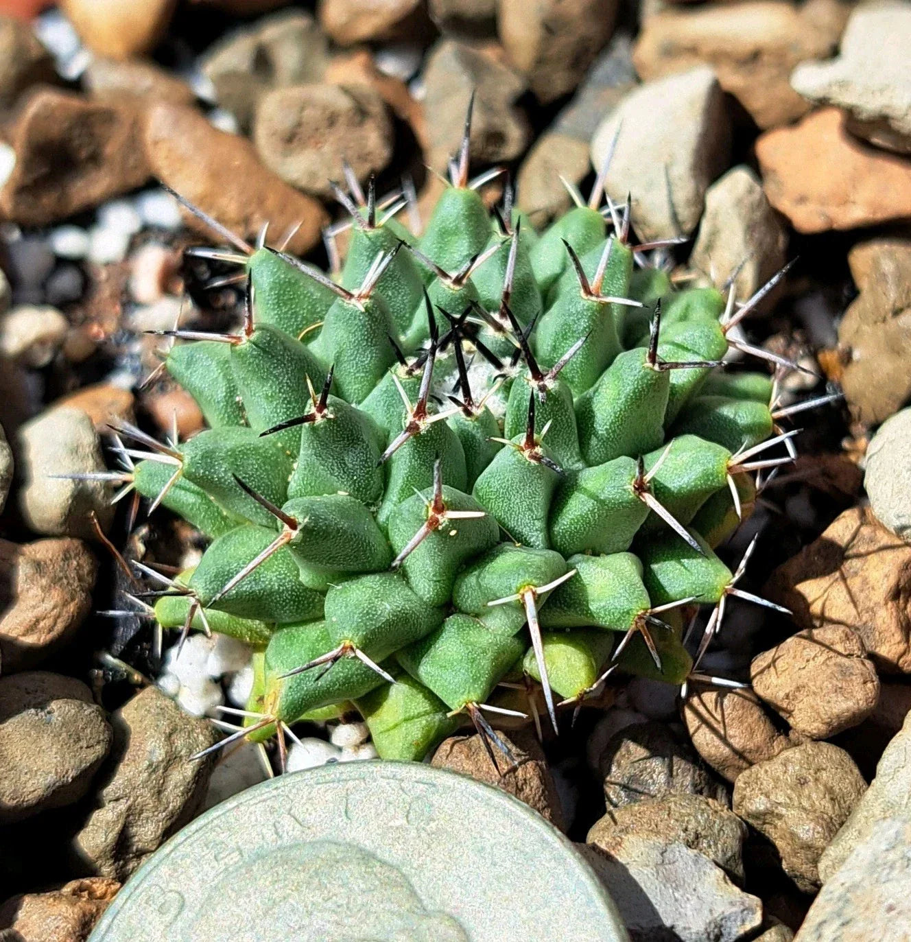 Mammillaria Lloydii Cactus Bare Root Plant – Unique Succulent for Indoor & Outdoor Decor