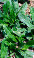 Culantro Seeds 500+ Pack, Mexican Coriander, Ngò Gai, Recao, Eryngium foetidum, Herb Seeds for Culinary Gardens