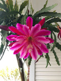Epiphyllum Cuttings - Mystery Color Succulent Plant Propagation - Epiphyllum spp.