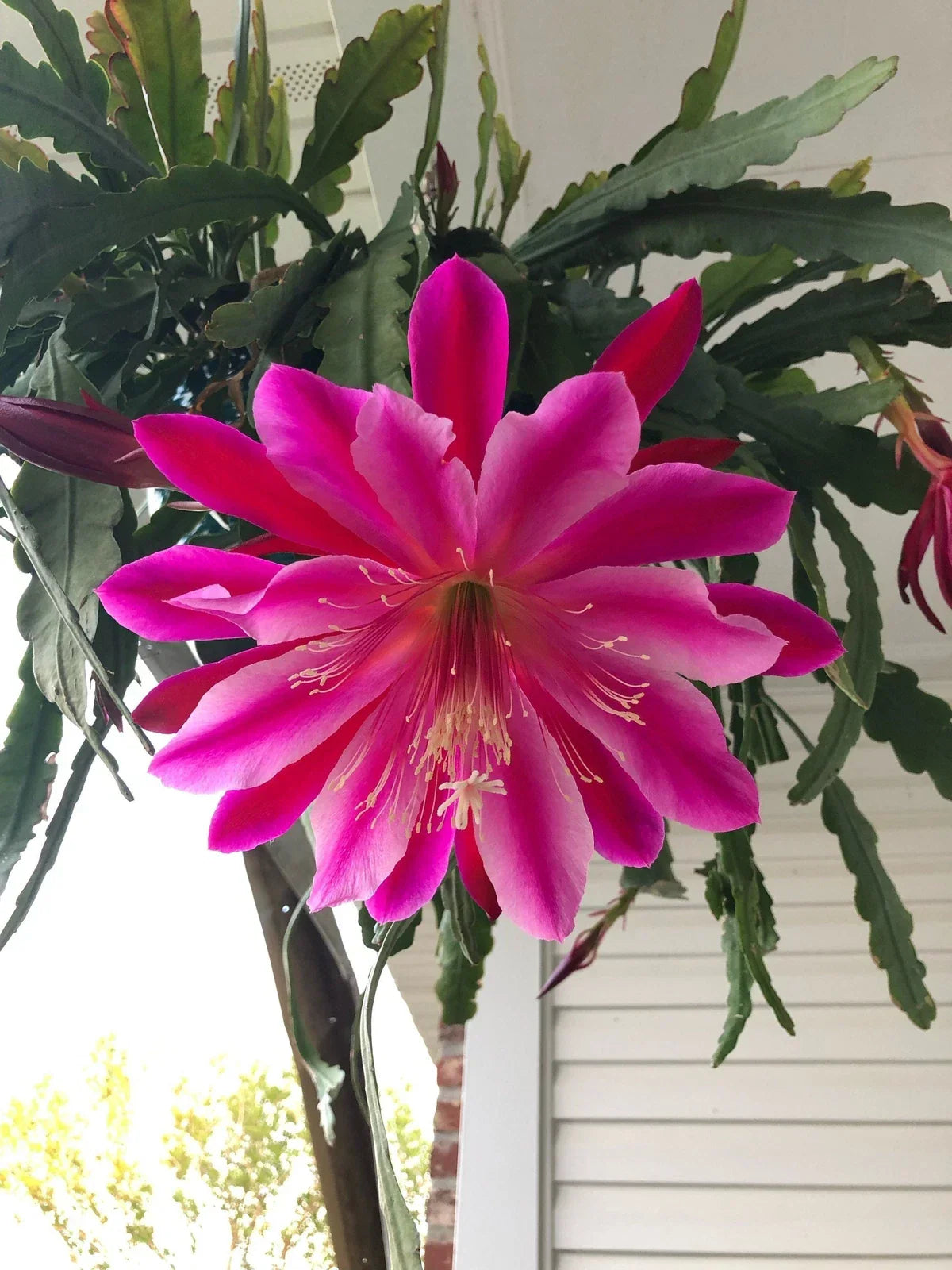 Epiphyllum Cuttings - Mystery Color Succulent Plant Propagation - Epiphyllum spp.