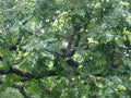 Japanese Pagoda Tree Seeds, Styphnolobium japonicum, Ornamental Deciduous Tree, Fast-Growing Landscaping Plant, 30 Seeds