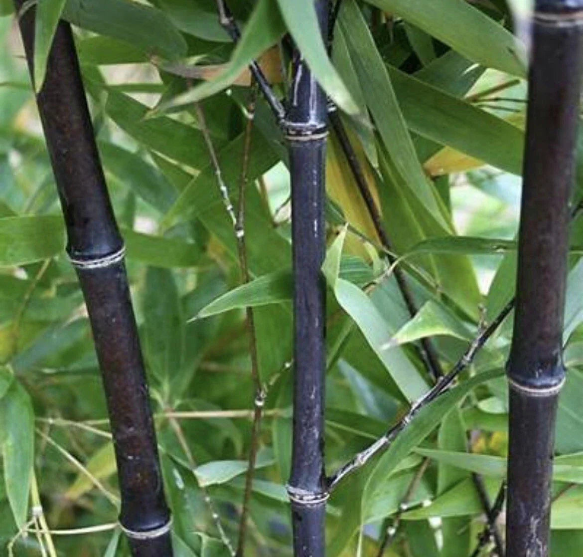 Black Timber Bamboo Rhizome - 2 Live Phyllostachys Nigra Bare Root Plants for Privacy Screen, Ornamental Bamboo, Exotic Black Canes
