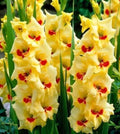 Golden Gladiolus Flower Bulbs - 10 Bulbs, Yellow, Hardy Gladiolus hortulanus for Garden Borders & Cut Flowers
