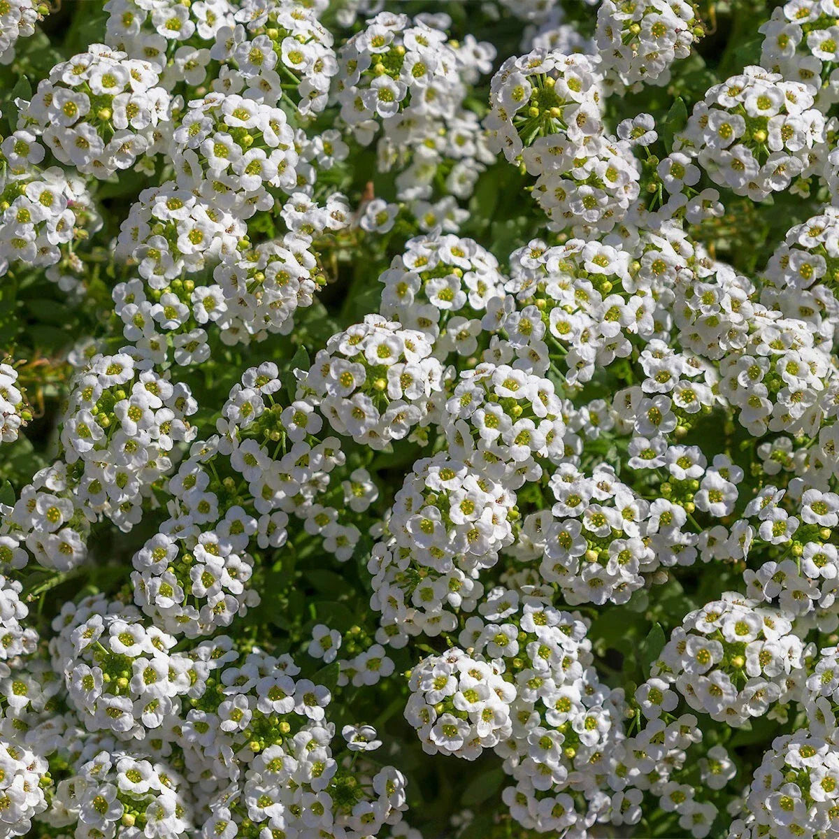 Tall White Sweet Alyssum Wildflower Seeds 1/4 Lb Mylar Packet Lobularia maritima Annual Flower