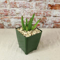 Stapelia scitula Cactus Plant - Live Succulent with Starfish Flowers - Easy Care Indoor or Outdoor Houseplant