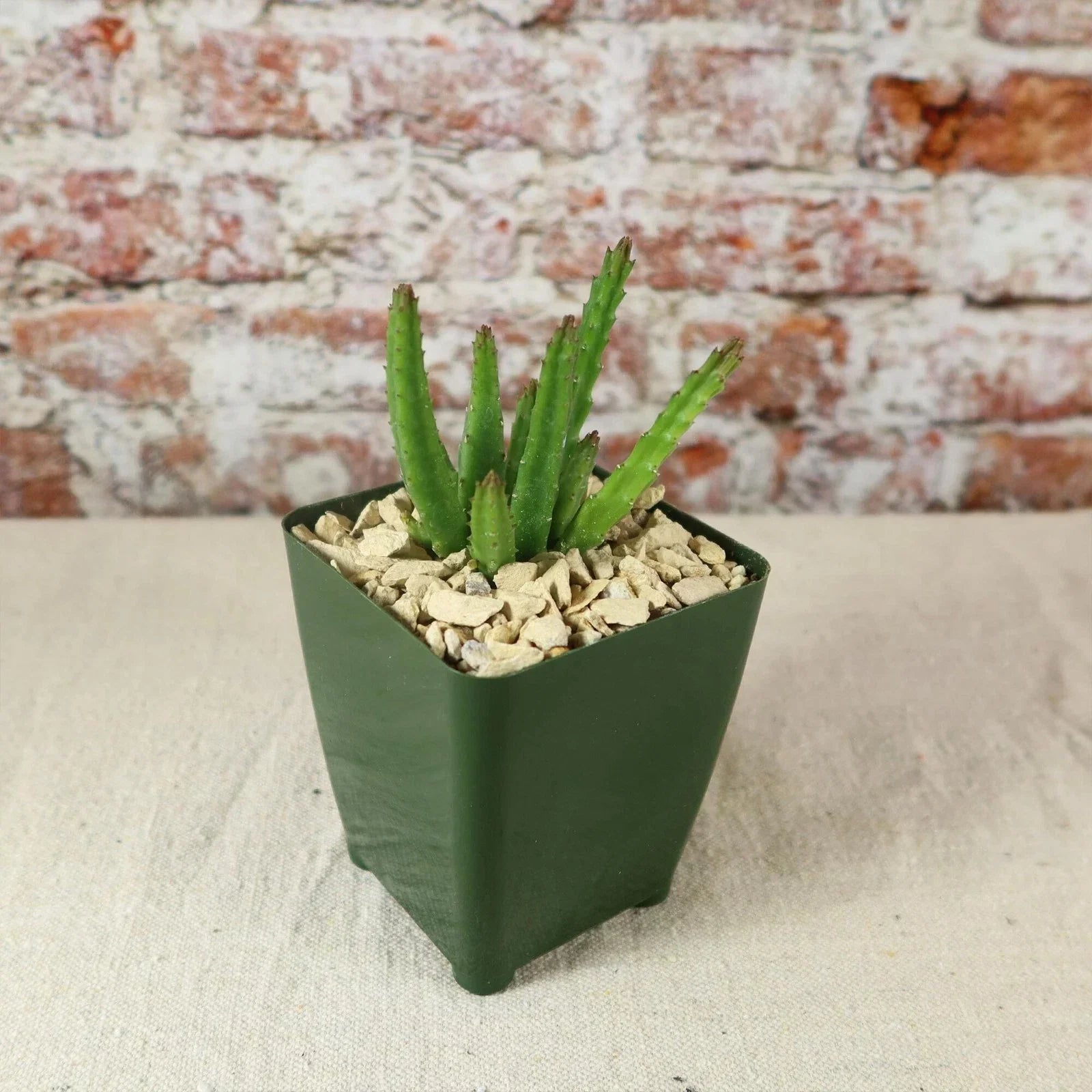 Stapelia scitula Cactus Plant - Live Succulent with Starfish Flowers - Easy Care Indoor or Outdoor Houseplant