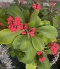 Dwarf Crown of Thorns Cutting - Red Blooms, 7 Inch Euphorbia Milii Imperatae Indoor/Outdoor Plant