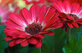 Gerbera Daisy Seeds - 200+ White & Red Variety - Garden Planting - Gerbera jamesonii