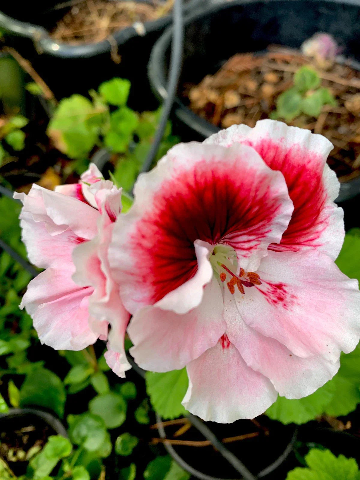 Fresh Geranium Cuttings 3 Pack - White Flowers with Mahogany Centers Pelargonium for Propagation