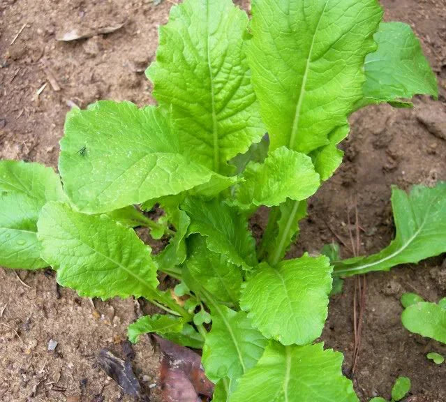 Heirloom Turnip Seeds Seven Top Brassica rapa – 50+ Tasty Root Vegetable Seeds for Gardening