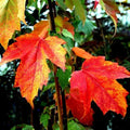 Japanese Maple Tree Seeds - Red Sunset Acer rubrum for Landscaping & Bonsai