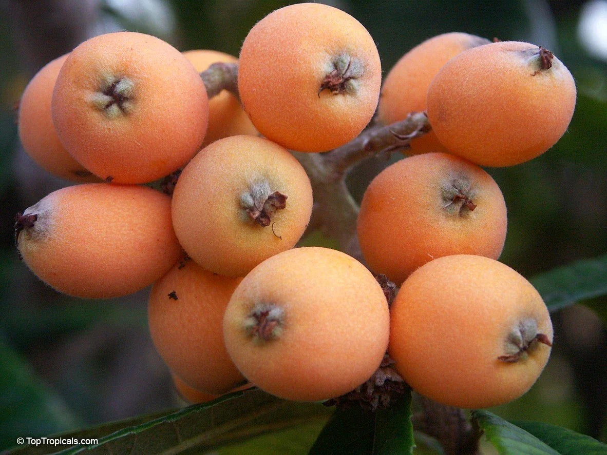 Large Airlayed Early Red Loquat Tree 12" Eriobotrya japonica, Drought-Tolerant, Evergreen, Fruit Tree for Garden or Container
