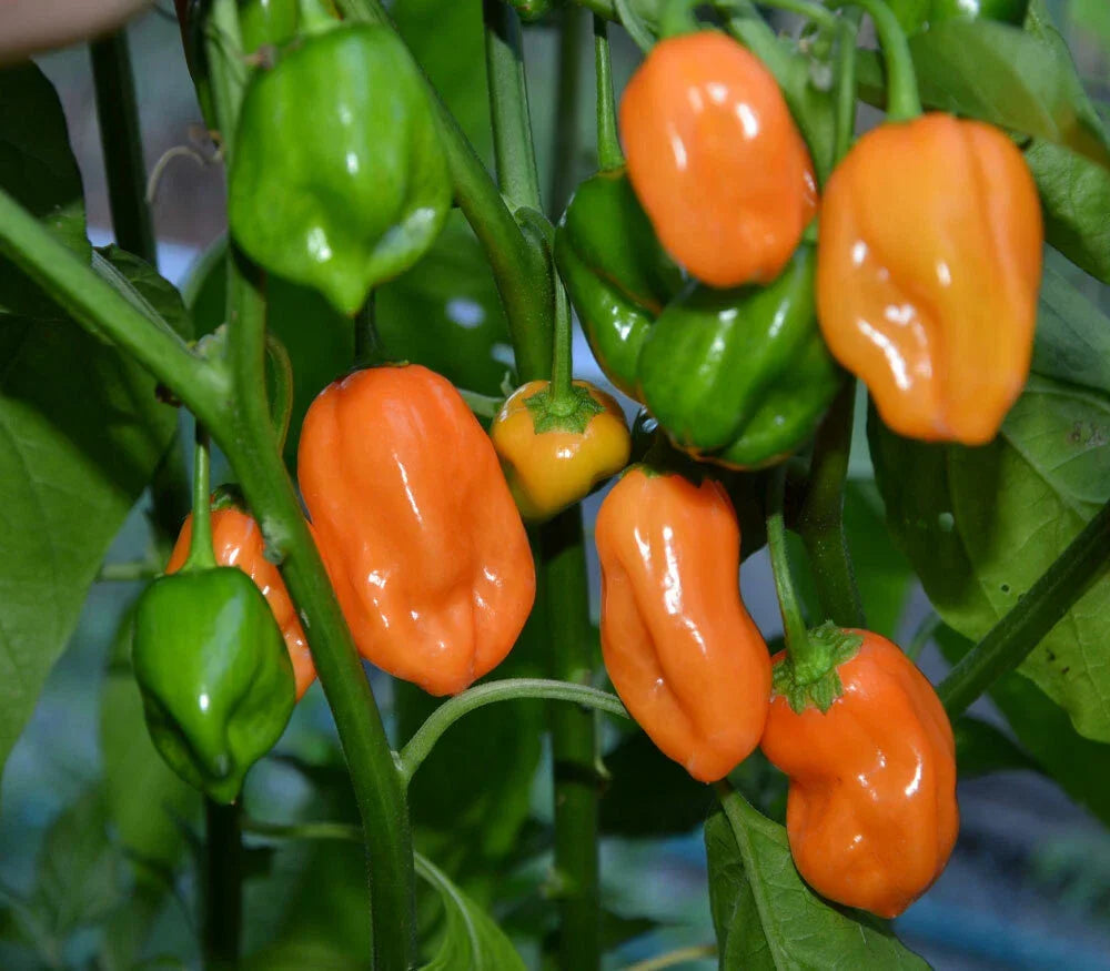Habanero Pepper Seeds - Capsicum chinense - Spicy Hot Pepper for Home Gardening - Pack of 25 Seeds