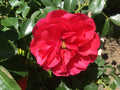 Princess Elizabeth Miniature Rose Cuttings - 3 Fresh Rooting Shoots - Rosa 'Princess Elizabeth' 1947 Variety