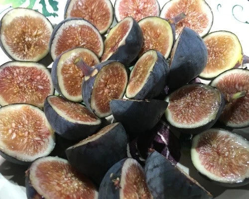 Black Mission Fig Starter Plant - Ficus carica Live Well-Rooted Fig Tree for Home Garden or Container