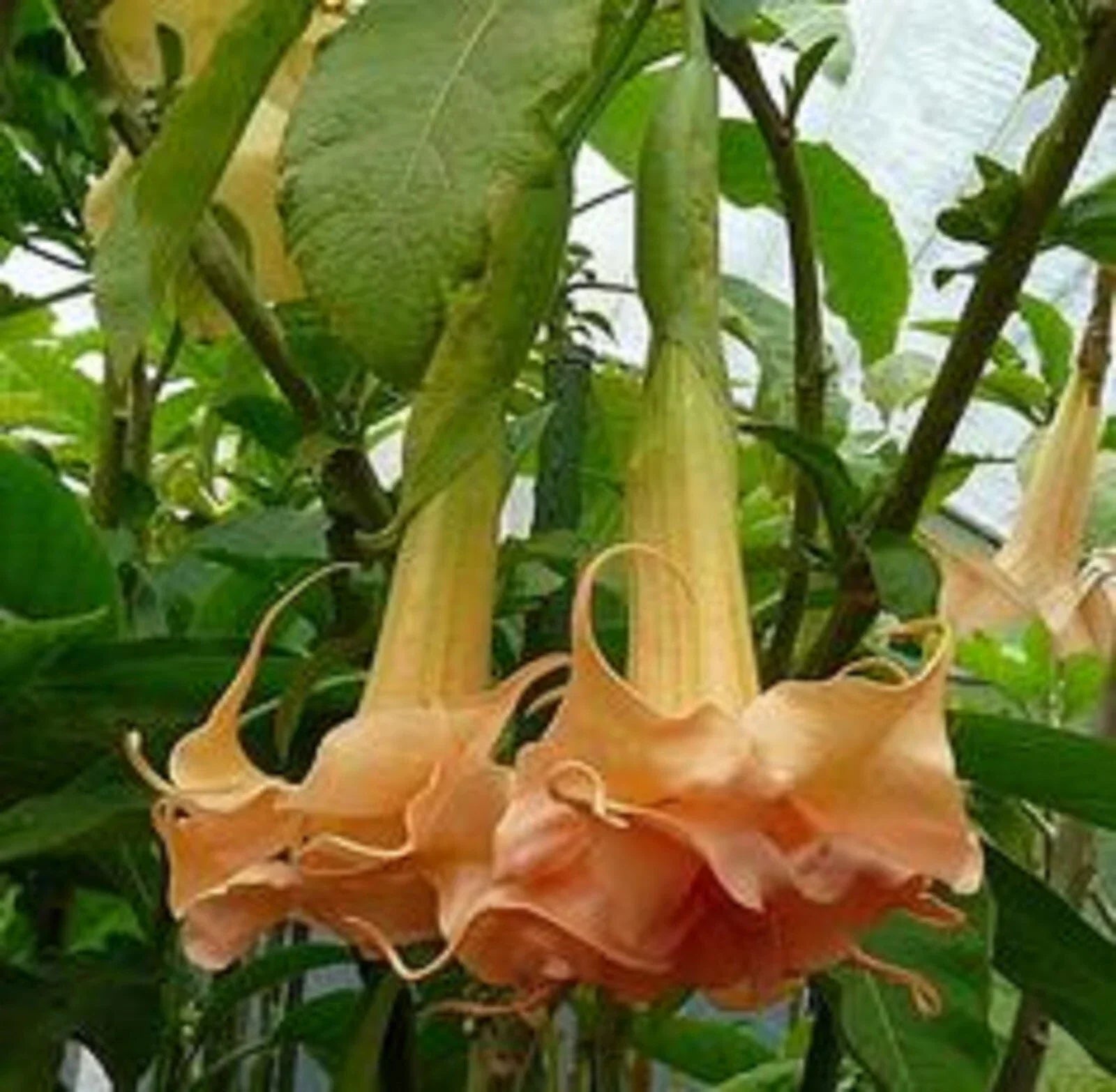 Angel Trumpet Seeds - Honeymoon Rose Variety - Brugmansia Datura Flower Seeds for Garden Planting