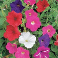 Dwarf Petunia Seeds Mix - 2000+ Petunia Nana Compacta Flower Seeds - Annual for Containers & Borders