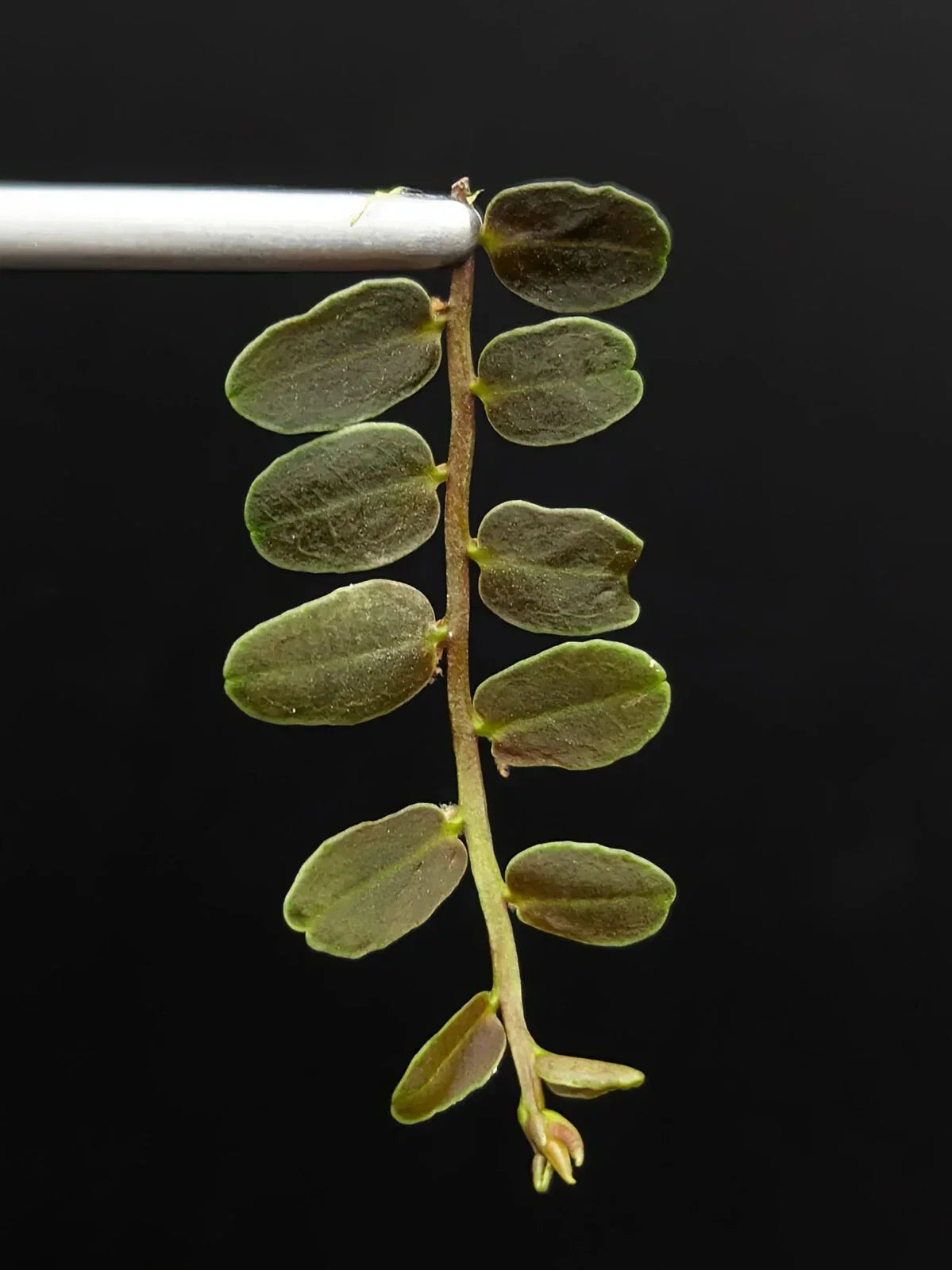 Marcgravia sp. Lime Condor Cutting | 10-Leaf Tropical Terrarium Plant from Peru