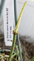 Rhipsalis spp. Barra do Sul Cuttings – 4 Pack, Pinkish Berries, Epiphytic Succulent, Indoor Plant, 5 Inches