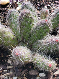 Spiny Cat's Paw Cactus Cuttings - 2 Live Opuntia microdasys Succulent Plants for Indoor & Outdoor Gardening