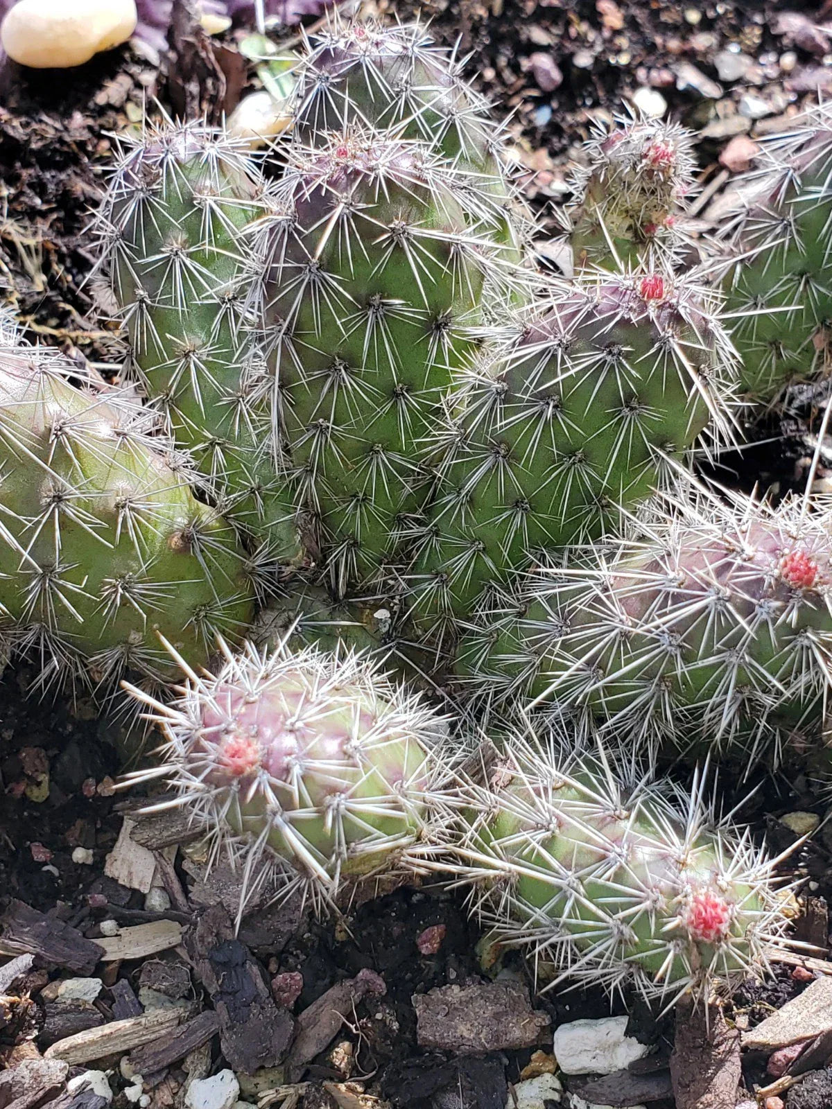 Spiny Cat's Paw Cactus Cuttings - 2 Live Opuntia microdasys Succulent Plants for Indoor & Outdoor Gardening