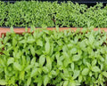Egyptian Spinach Seeds - 1000+ Saluyot, Jute, Molokhia - Edible Green Leafy Vegetable for Home Gardening