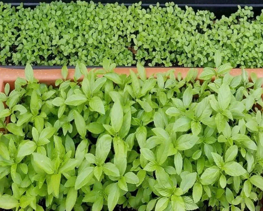 Egyptian Spinach Seeds - 1000+ Saluyot, Jute, Molokhia - Edible Green Leafy Vegetable for Home Gardening