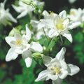 Columbine Seeds - Crystal Star Variety - Non-GMO Aquilegia caerulea Flower Seeds for Garden, Pollinator Attracting, Easy to Grow