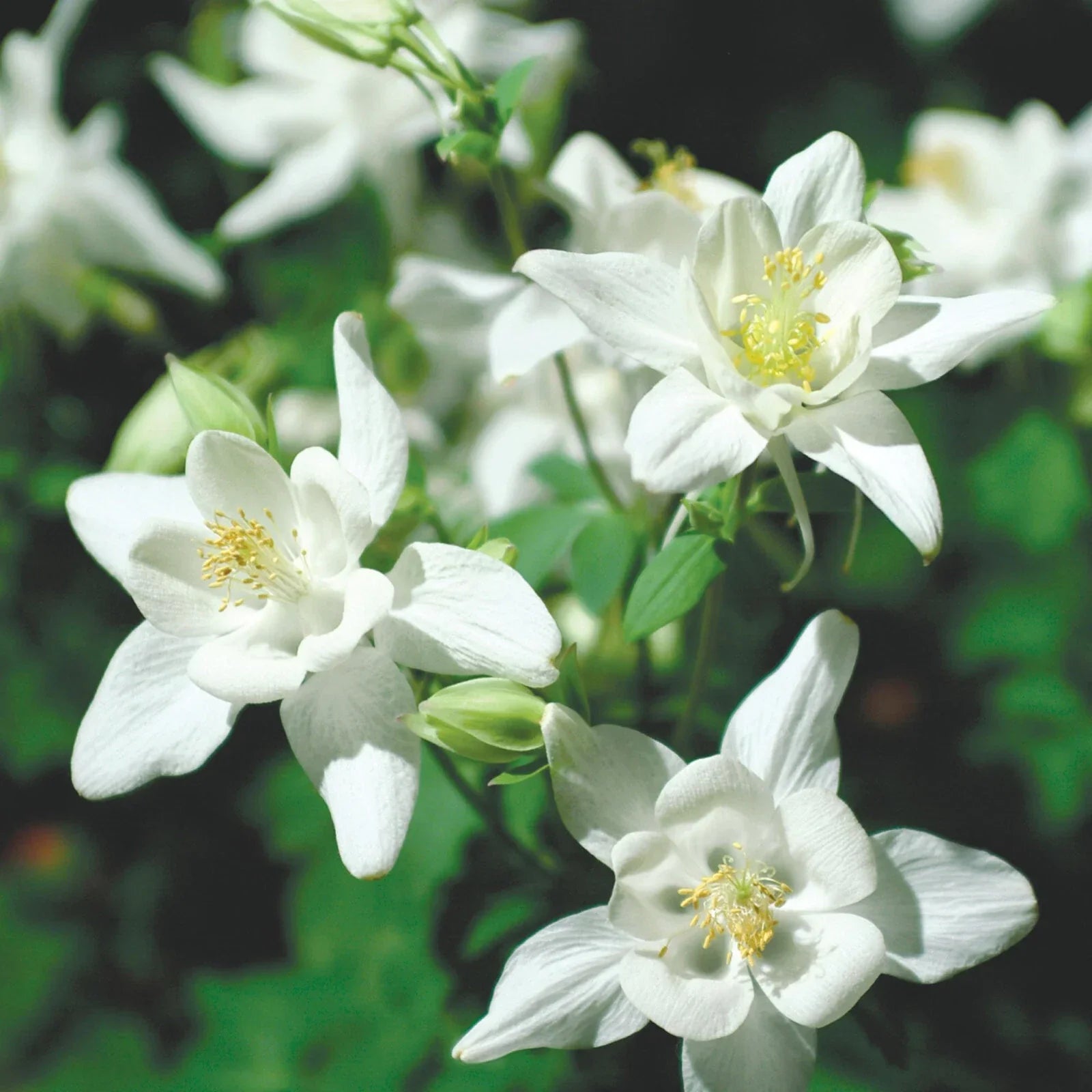 Columbine Seeds - Crystal Star Variety - Non-GMO Aquilegia caerulea Flower Seeds for Garden, Pollinator Attracting, Easy to Grow