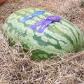 Carolina Cross Watermelon Seeds – Heirloom Non-GMO, Large Sweet Melons, Citrullus lanatus, Seed Packet