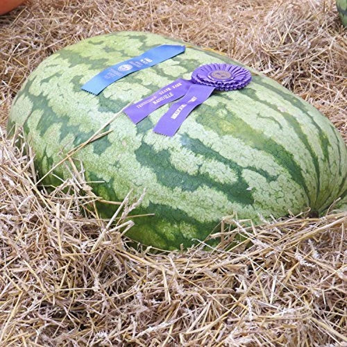 Carolina Cross Watermelon Seeds – Heirloom Non-GMO, Large Sweet Melons, Citrullus lanatus, Seed Packet