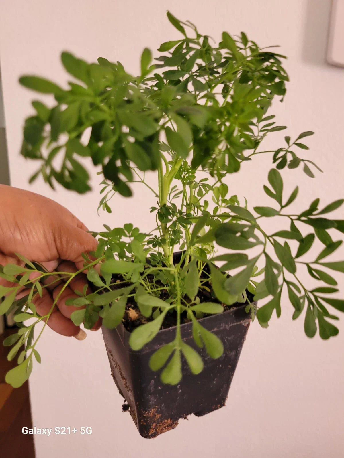 Blue Rue Plant, Ruta graveolens, 2 Pack, Indoor/Outdoor, Luck and Energy Boosting, Compact Bushy Foliage