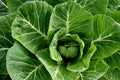 Champion Collard Greens Seeds - 600+ Non-GMO Vegetable Seeds for Home Gardening, Brassica oleracea var. acephala