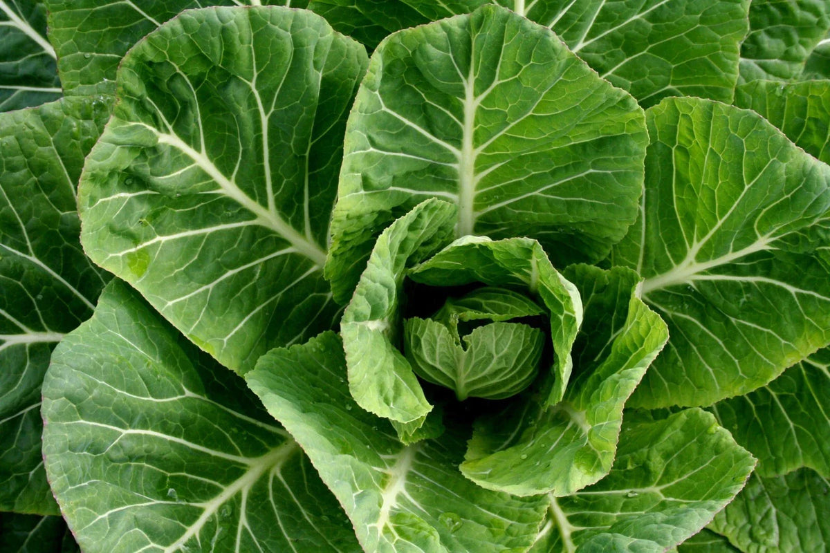 Champion Collard Greens Seeds - 600+ Non-GMO Vegetable Seeds for Home Gardening, Brassica oleracea var. acephala