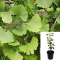Ginkgo Biloba Live Plant 1 Gallon – Maidenhair Tree with Fan-Shaped Leaves – Hardy Indoor Outdoor Tree for Garden & Landscape