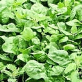 Giant Noble Spinach Seeds, Heirloom NON-GMO Vegetable Seeds, Spinacia oleracea, Large Dark Green Leaves
