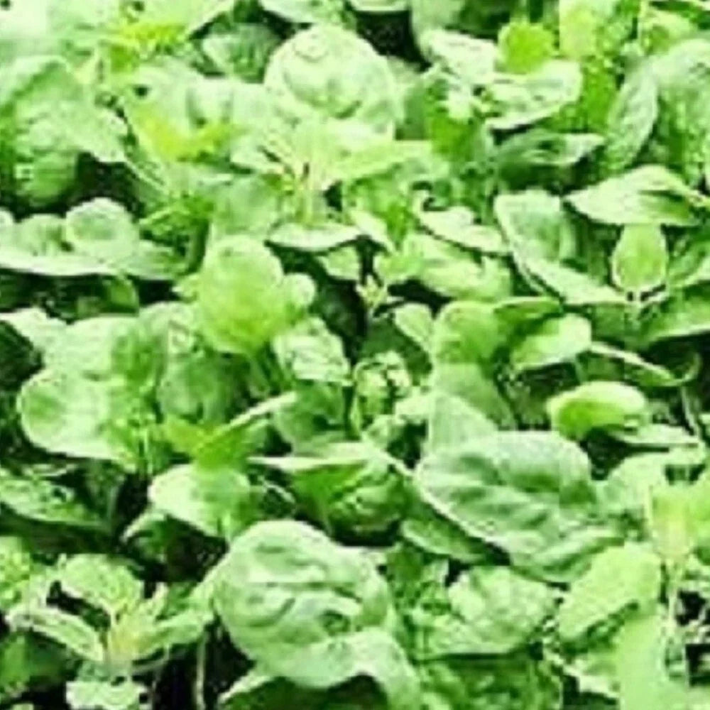 Giant Noble Spinach Seeds, Heirloom NON-GMO Vegetable Seeds, Spinacia oleracea, Large Dark Green Leaves