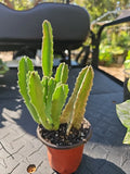 Stapelia gigantea Succulent Starfish Cactus 3.5" Pot, Unique Flowering Drought-Tolerant Houseplant