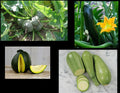 Zucchini Seeds Pack – Black Beauty, Round Grey Tatume, Spineless Green – Cucurbita pepo, Summer Squash, Garden Planting