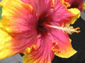 Extra Large Tropical Hibiscus Live Plant - Hot Pink & Yellow - Hibiscus rosa-sinensis - Garden, Patio, Indoor