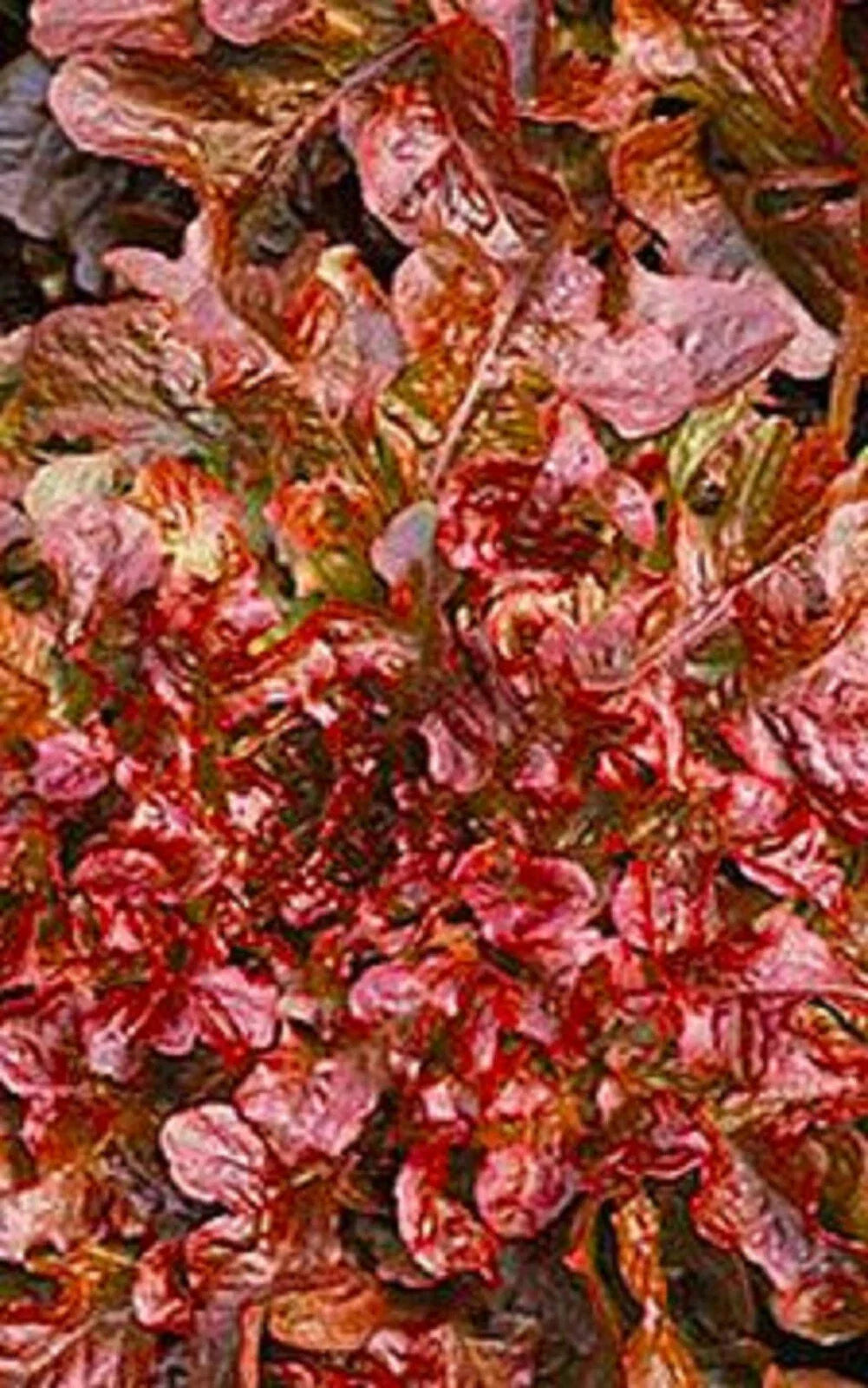 Red Salad Bowl Lettuce Seeds – Non-GMO, Heirloom, Loose-Leaf, Salad Greens, Lactuca sativa, Pack of 500+ Seeds