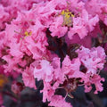 Shell Pink Cape Myrtle Seeds | Lagerstroemia indica | Perennial Flower Seeds for Garden & Landscape